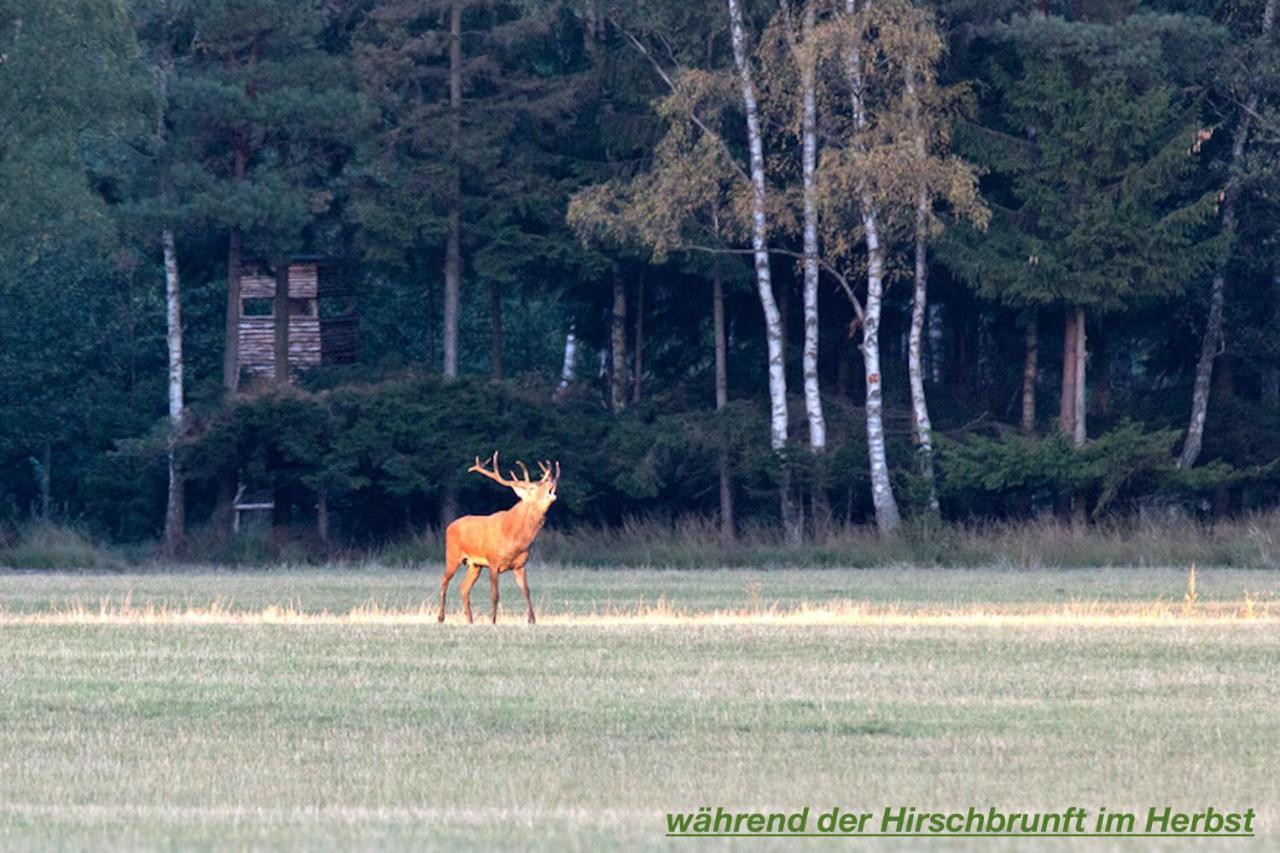 Ferienhaus Lueneburger Heide Eschede Exterior photo